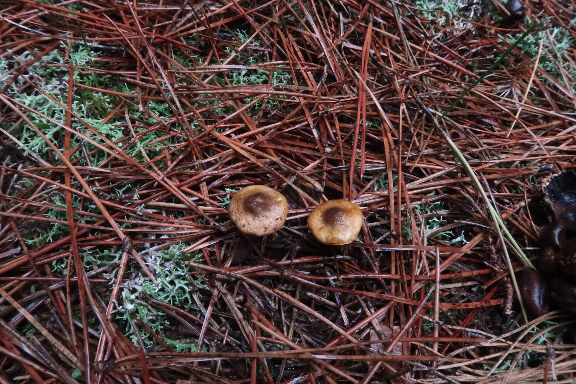 Lepiota xanthophylla - 1 - IMG_4599